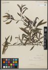 Foto von Salix petiolaris Sm.